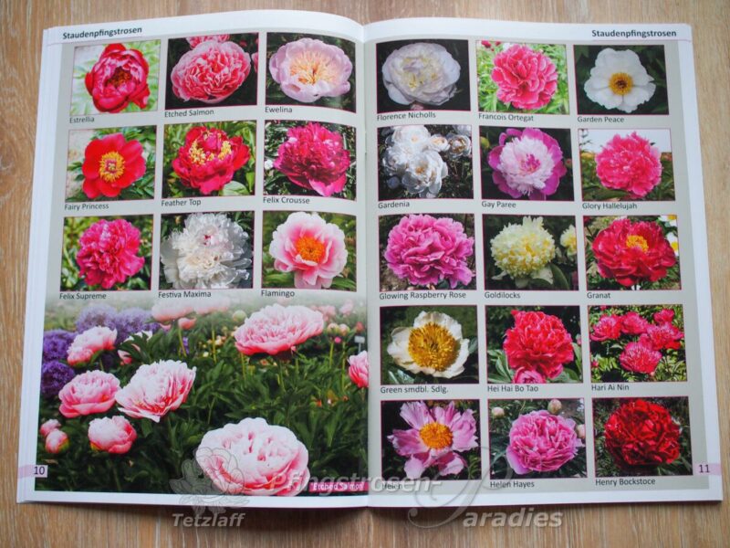 Pfingstrosen-Paradies Katalog