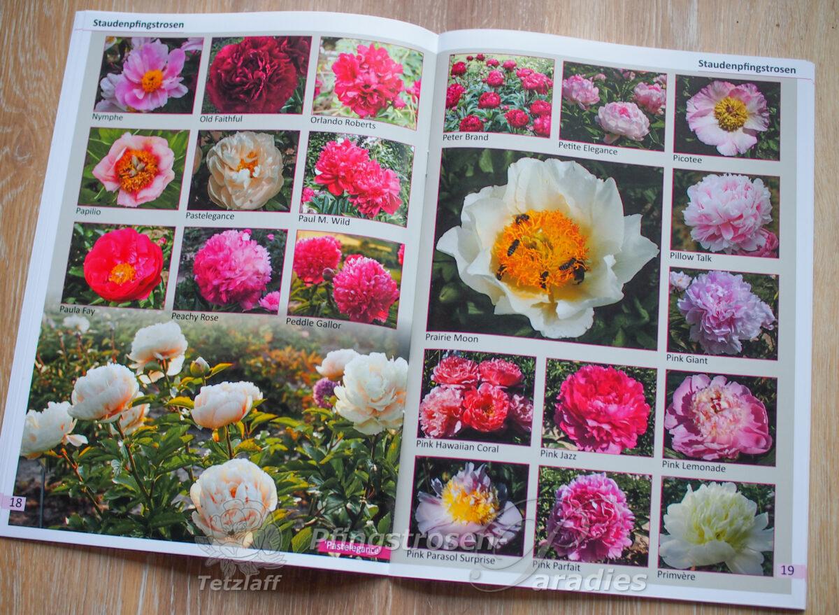 Pfingstrosen-Paradies Katalog