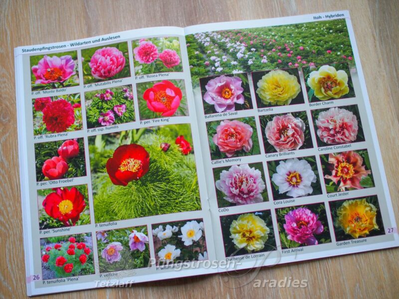 Pfingstrosen-Paradies Katalog