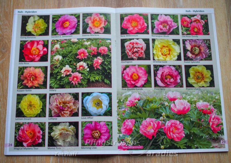 Pfingstrosen-Paradies Katalog