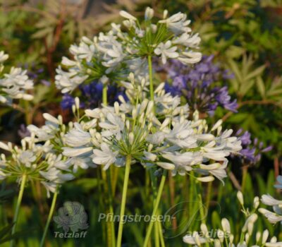 Agapanthus weiß