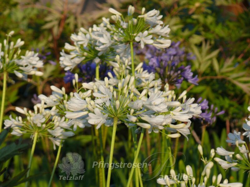 Agapanthus weiß