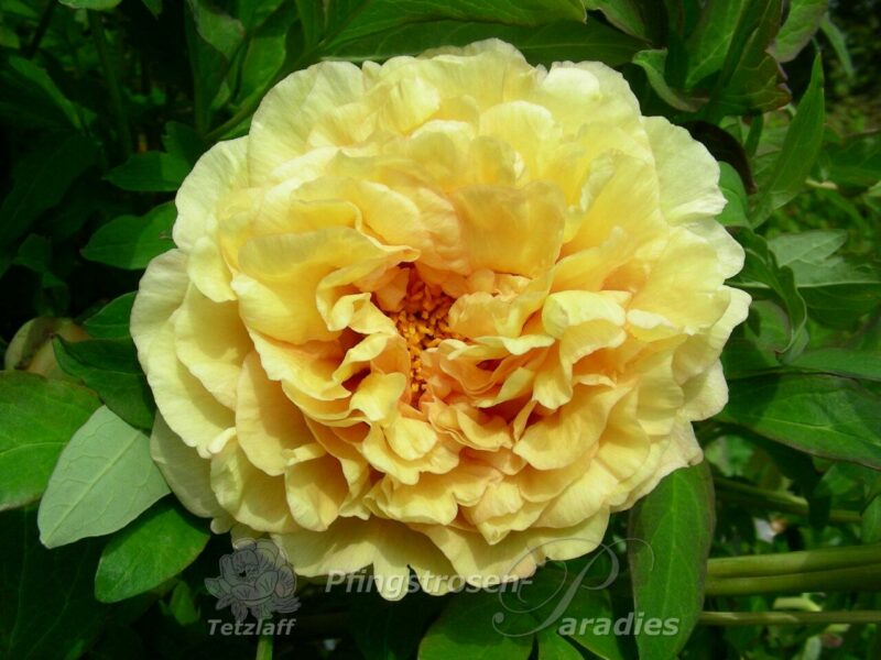 Age of Gold Age of Gold