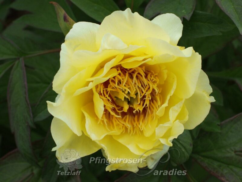 Age of Gold Age of Gold