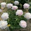 Peony Alertie