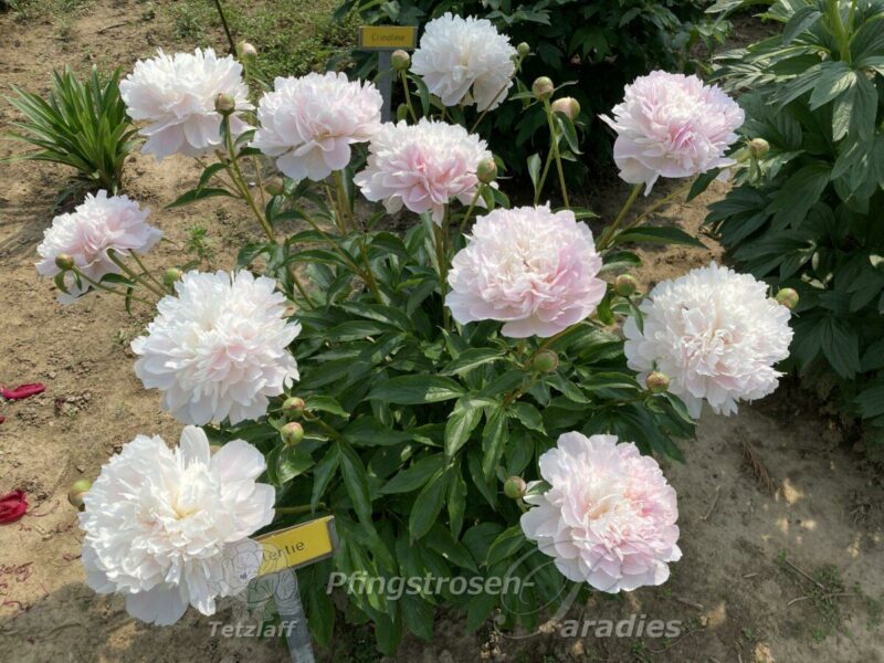 Peony Alertie