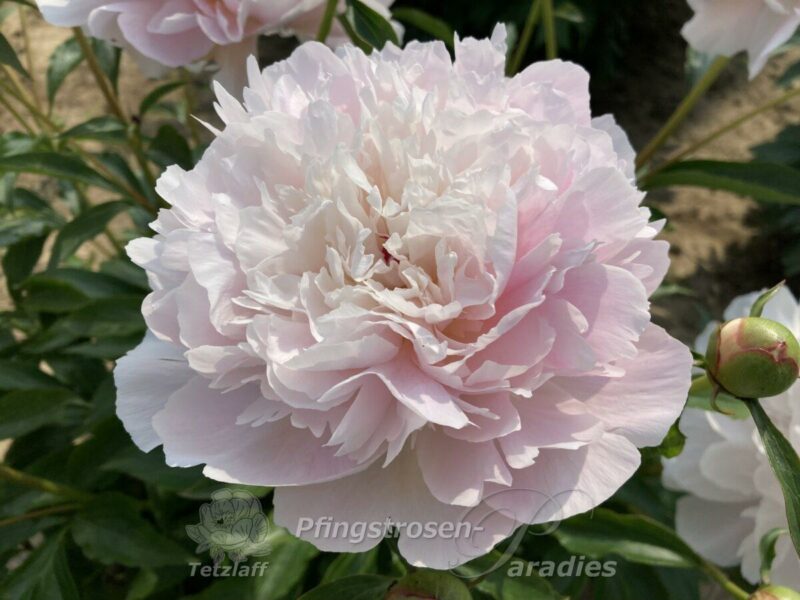 rosa Pfinsgtrose Alertie