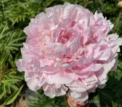 Alice Harding Alice Harding