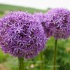 Allium Globemaster
