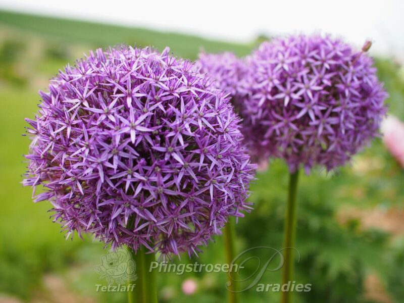 Allium Globemaster