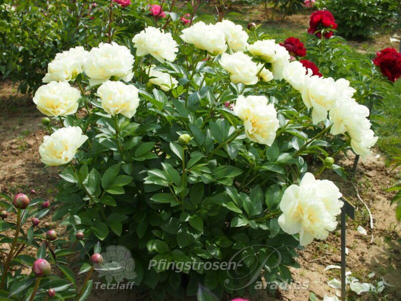 Amarillo Star (Yellow Breeder Plant)