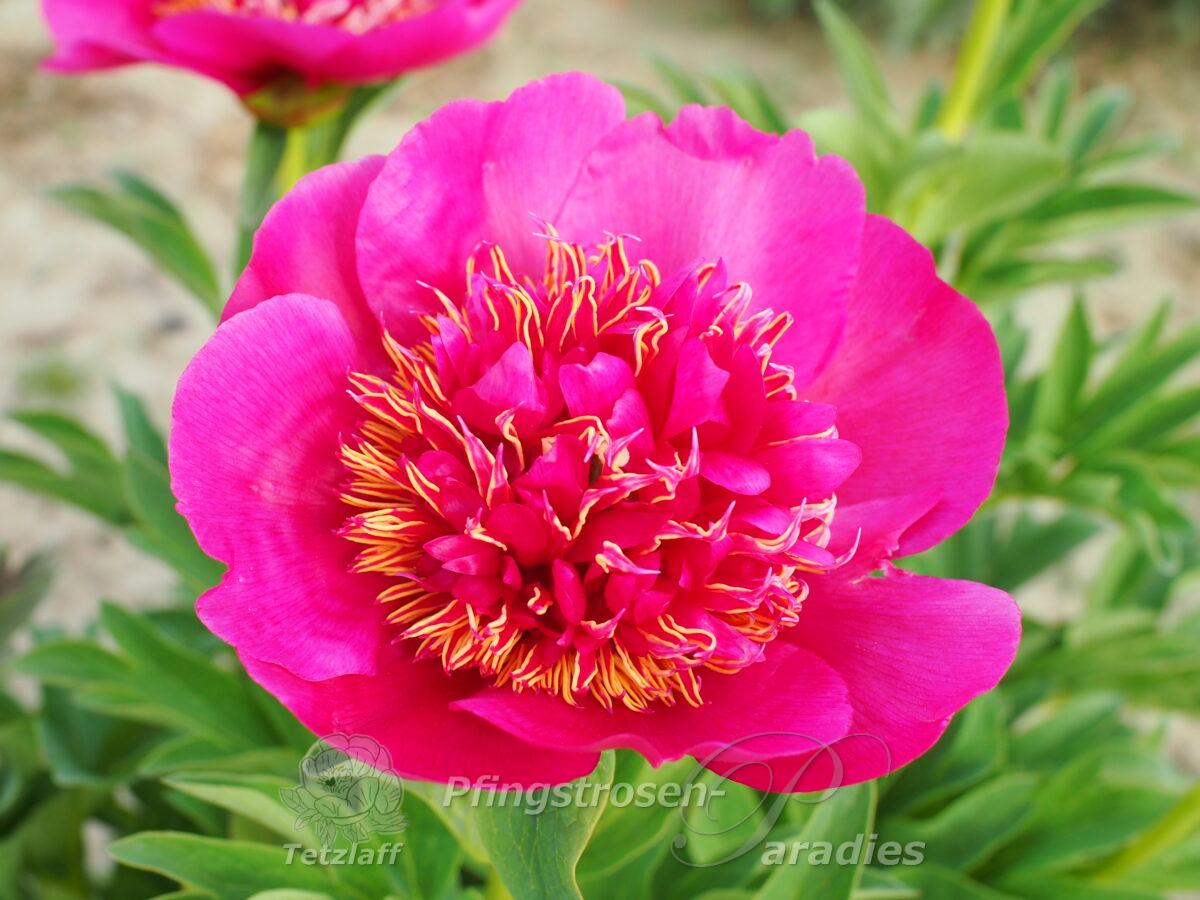 P. officinalis 'Anemoniflora Rosea'