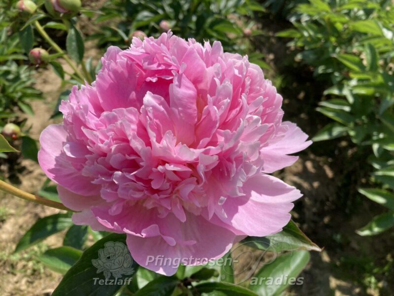 pfingstrosen-online-kaufen