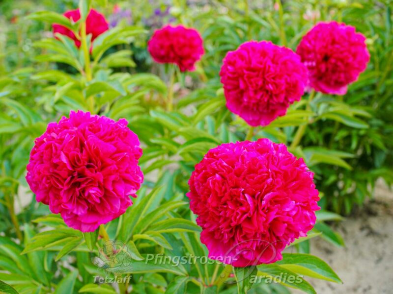 Angelo Cobb Freeborn