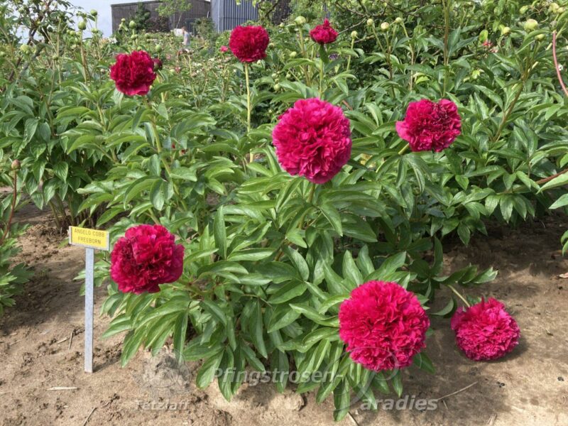 Angelo Cobb Freeborn