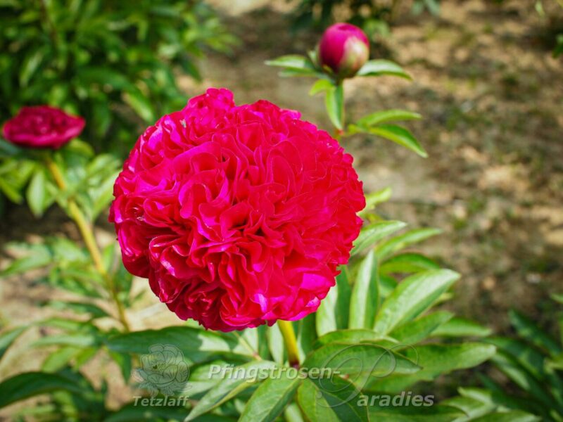 Angelo Cobb Freeborn