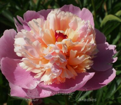 Pfingstrose-Antwerpen