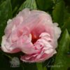 Saunders Peony Audrey