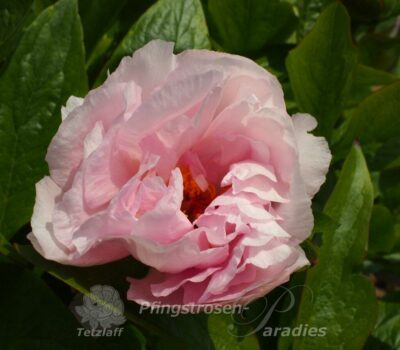 Saunders Peony Audrey