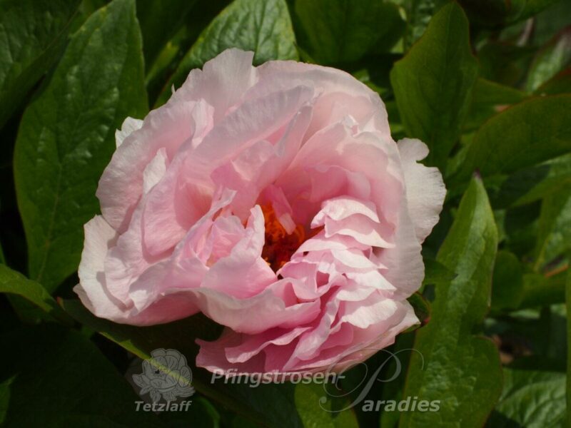Saunders Peony Audrey