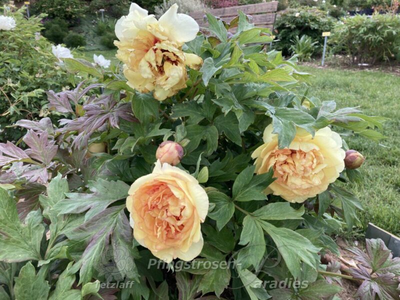 Autumn Harvest Pfingstrose Autumn Harvest