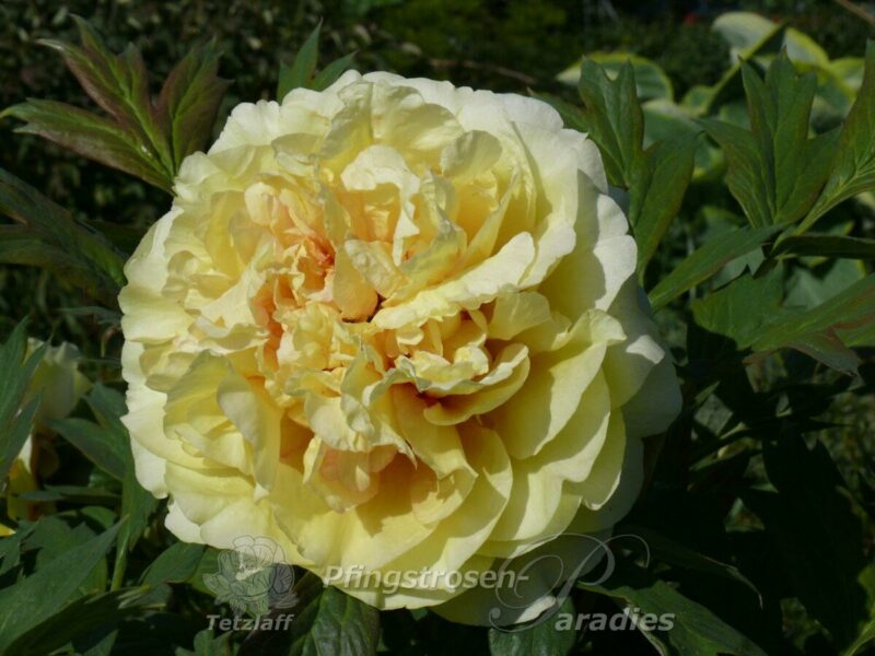 Autumn Harvest Autumn Harvest