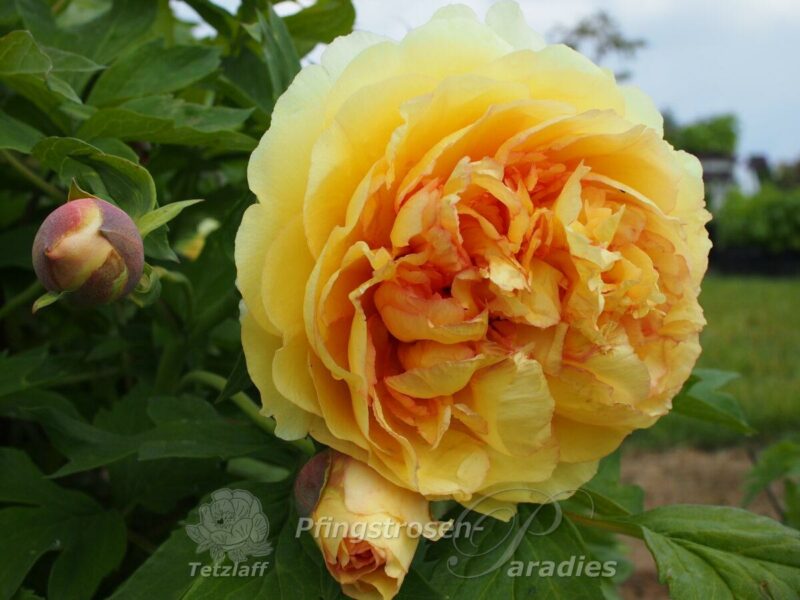 Peony Autumn Harvest Autumn Harvest
