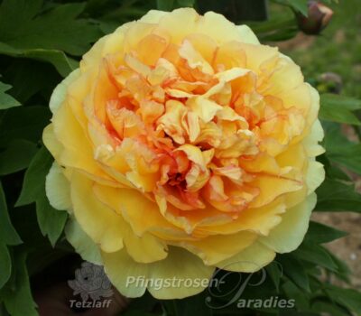 Autumn Harvest Peony Autumn Harvest