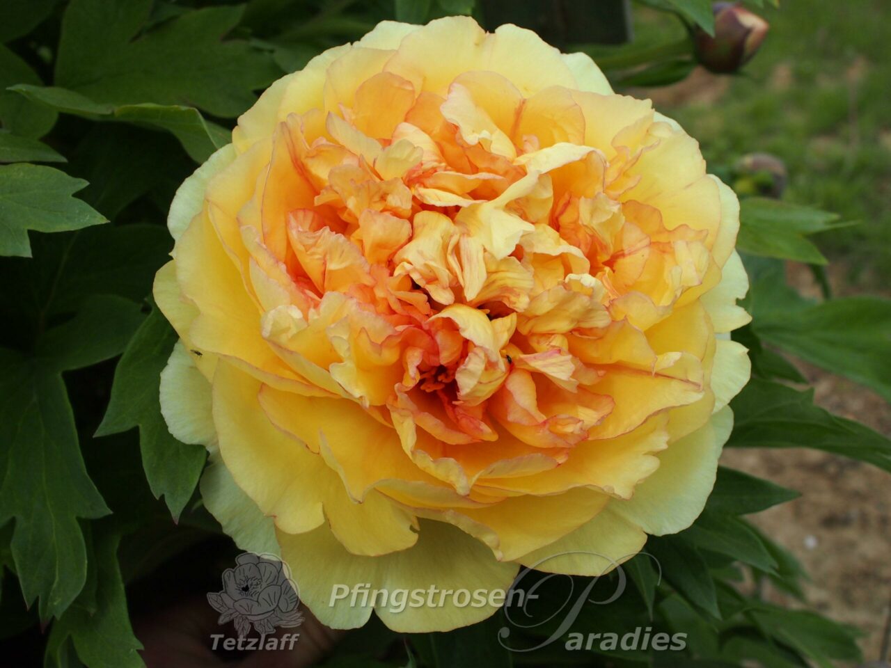 Peony Autumn Harvest