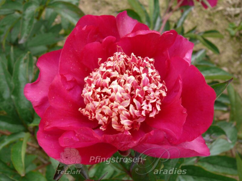 Barrington Belle Barrington Belle