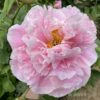 Anderson's Big Pink Seedling