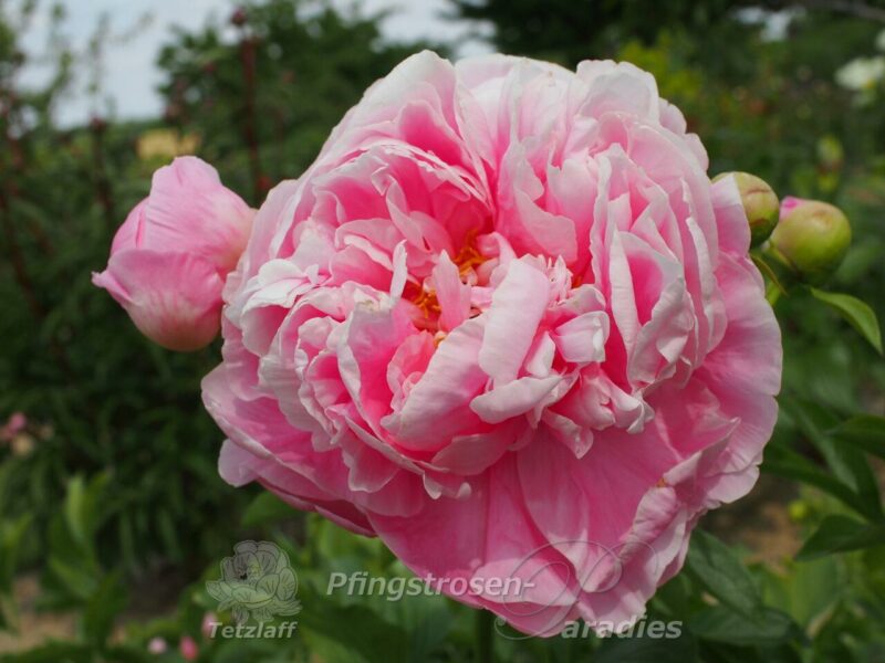 Anderson's Big Pink Seedling