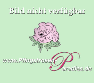 Pfingstrosen-Paradies-Tetzlaff