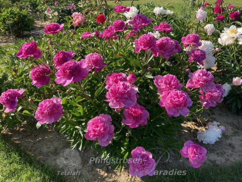 Bouquet Perfect Bouquet Perfect