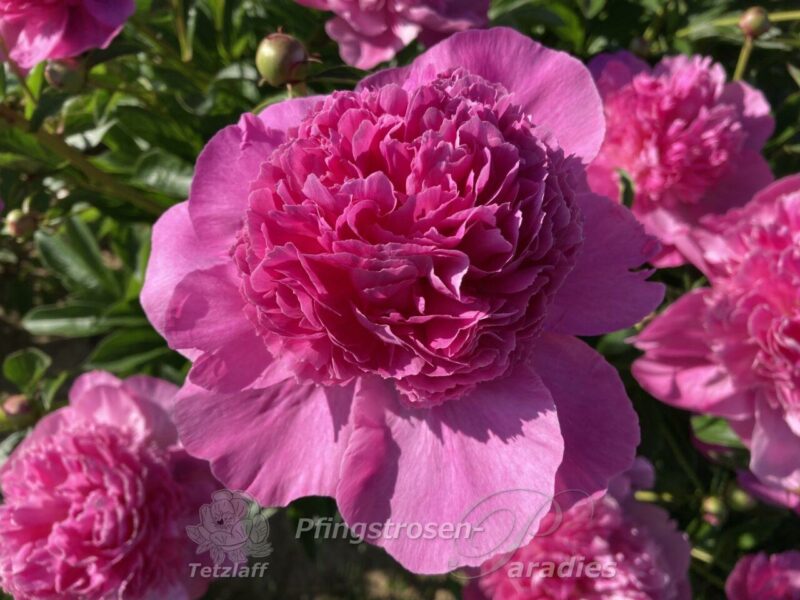 Bouquet Perfect Bouquet Perfect