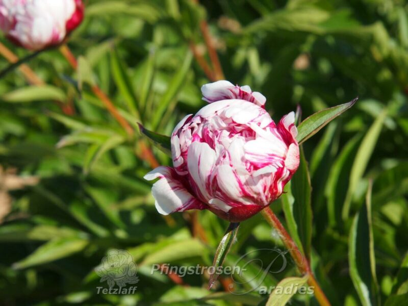 Pfingstrose Candy Stripe