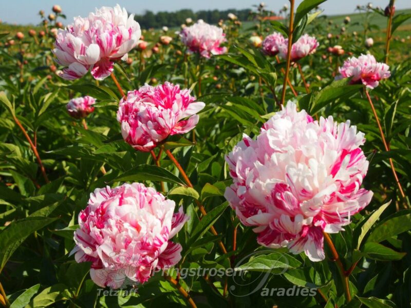 Pfingstrose Candy Stripe