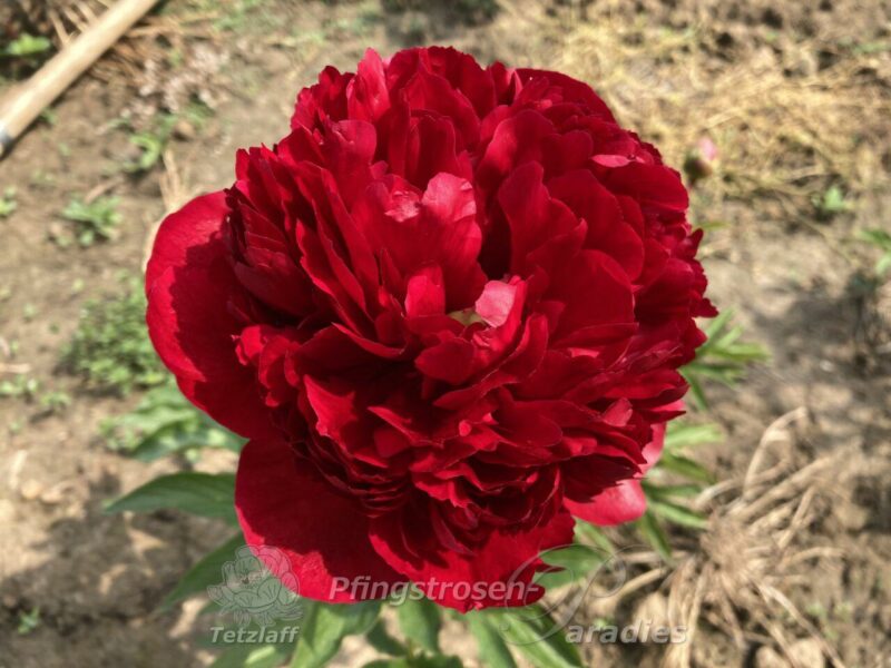 Christmas Velvet Christmas Velvet