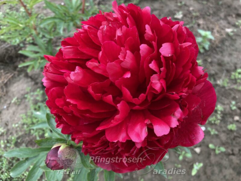 Christmas Velvet Christmas Velvet