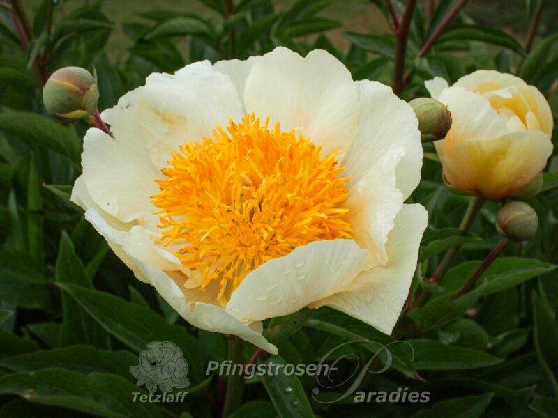 Claire de Lune Claire de Lune