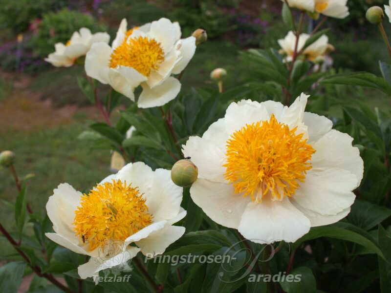 Claire de Lune Claire de Lune