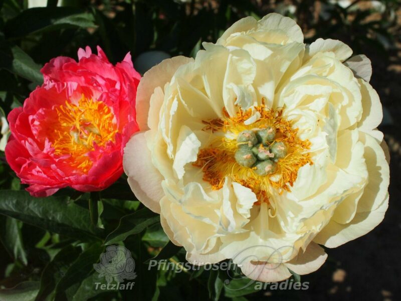 Coral Sunset Coral Sunset