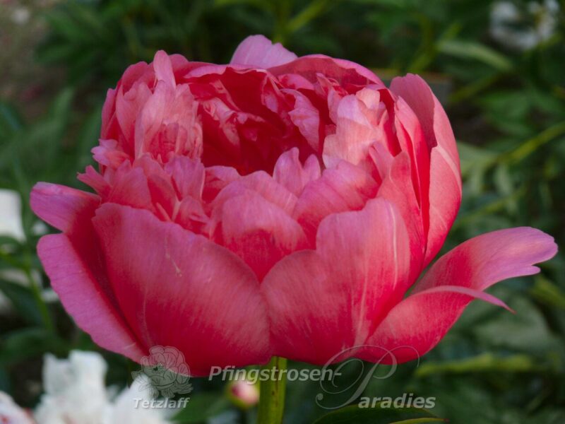 Coral Sunset Coral Sunset