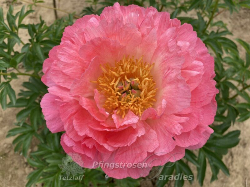 Coral Sunset Coral Sunset