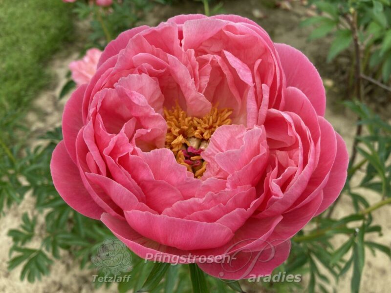 Coral Sunset Coral Sunset