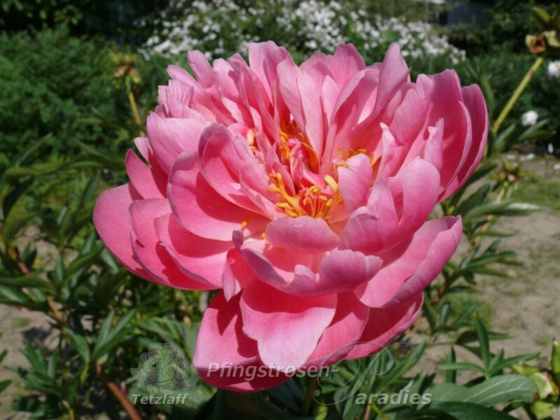 Coral Supreme Coral Supreme