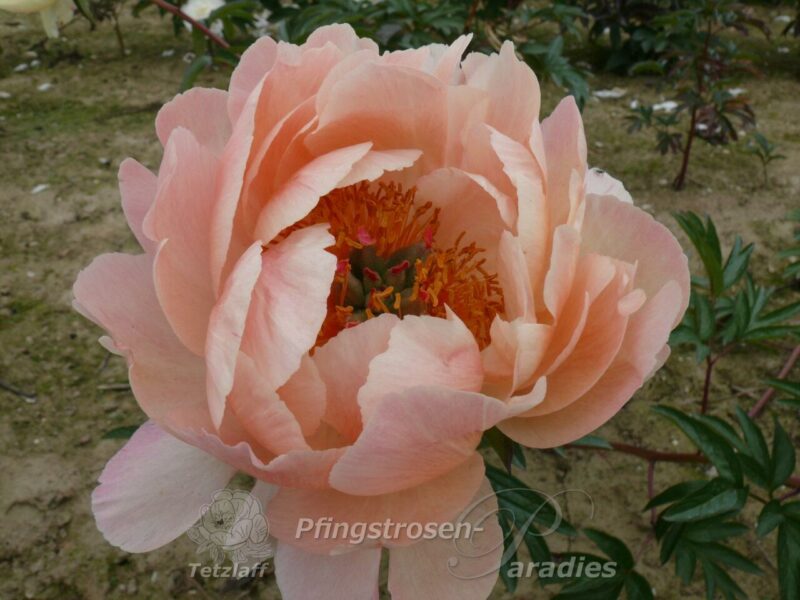 Coral Supreme Coral Supreme