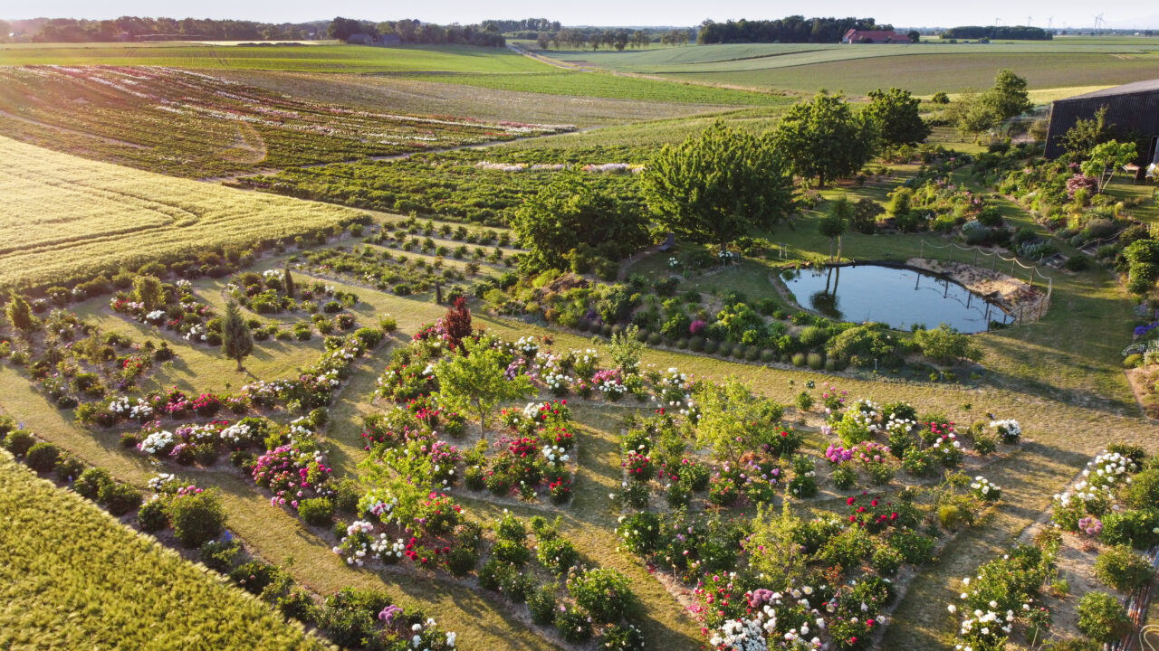 Pfingstrosen Schaugarten