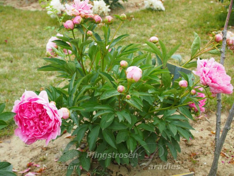 Divine Gift Divine Gift