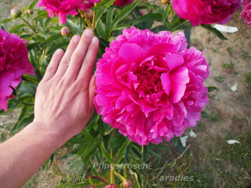 Dr. h.c. Steffen Dr. h.c. Steffen